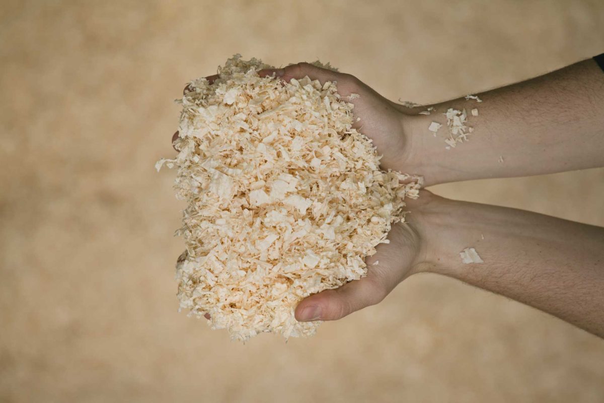 Premium Pine Shavings for Sales Sawdust Horse Bedding Klassen Wood Co.