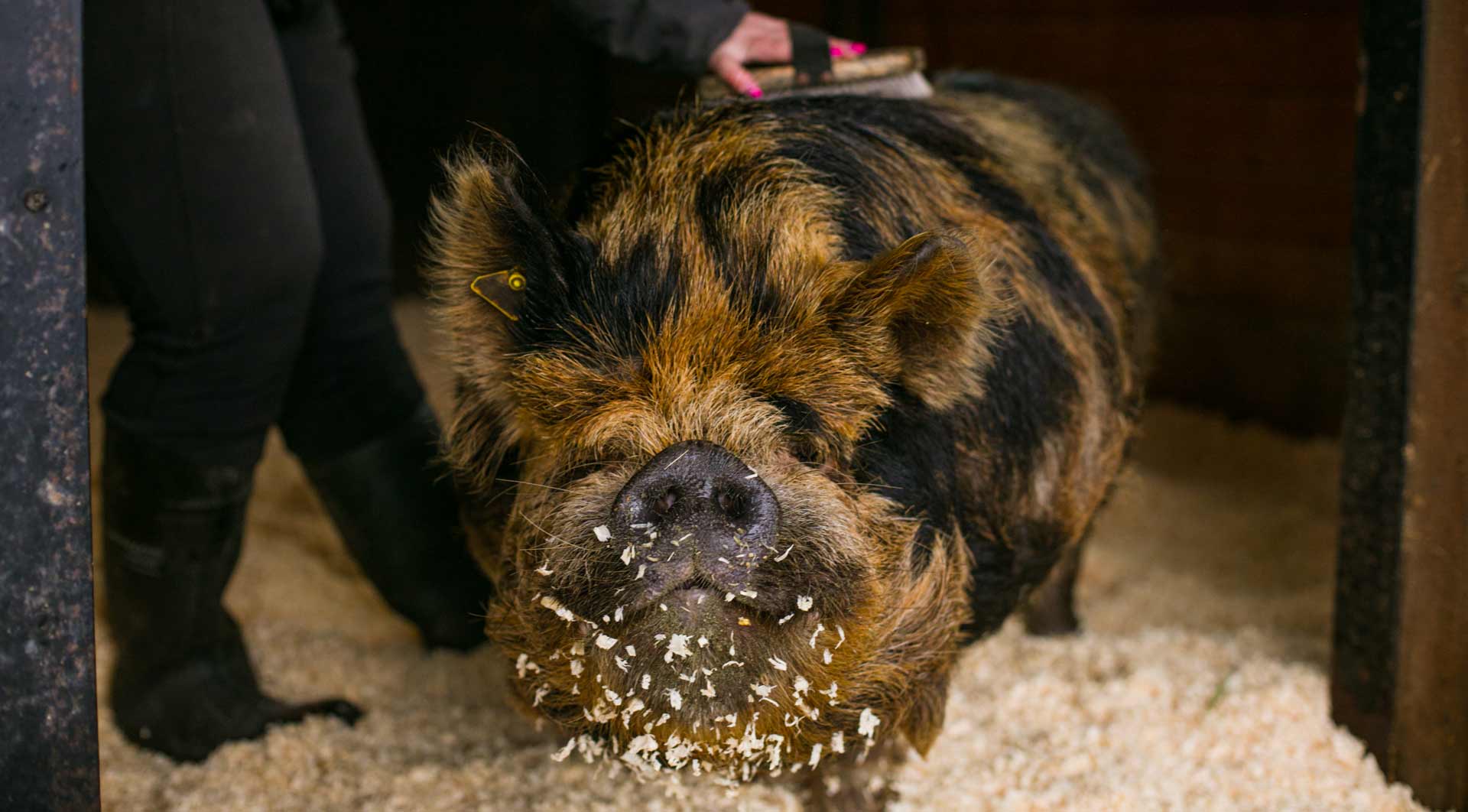 pig laying on baled wood shavings | Klassen Wood Co.