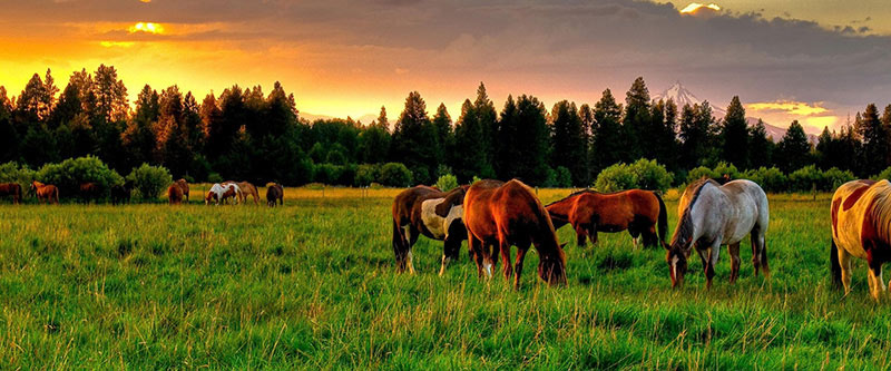 horses on the green field | Klassen Wood Co.