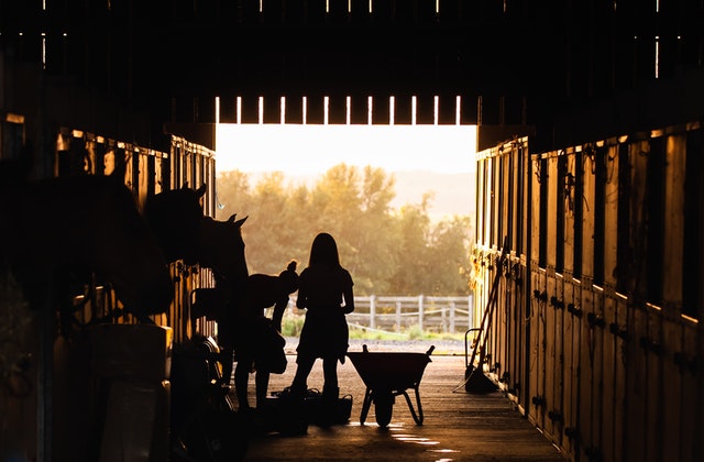 Choosing the Right Bedding for Your Stable | Klassen Wood Co.