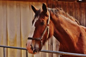 Best Horse Bedding for Easy Mucking Out | Klassen Wood Co.