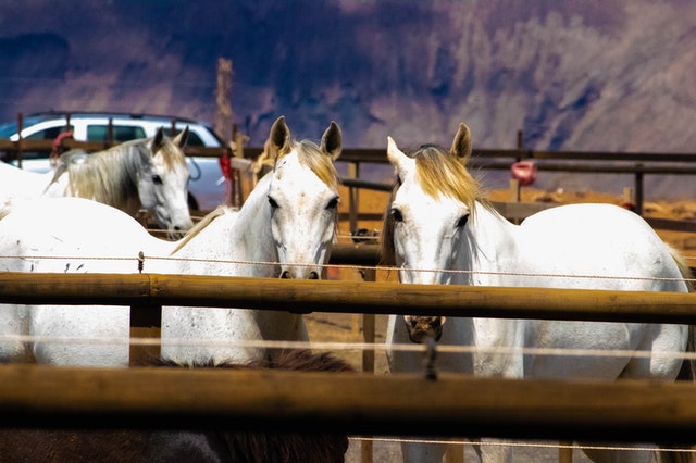 How Much Bedding Do You Need for Your Horses? | Klassen Wood Co.
