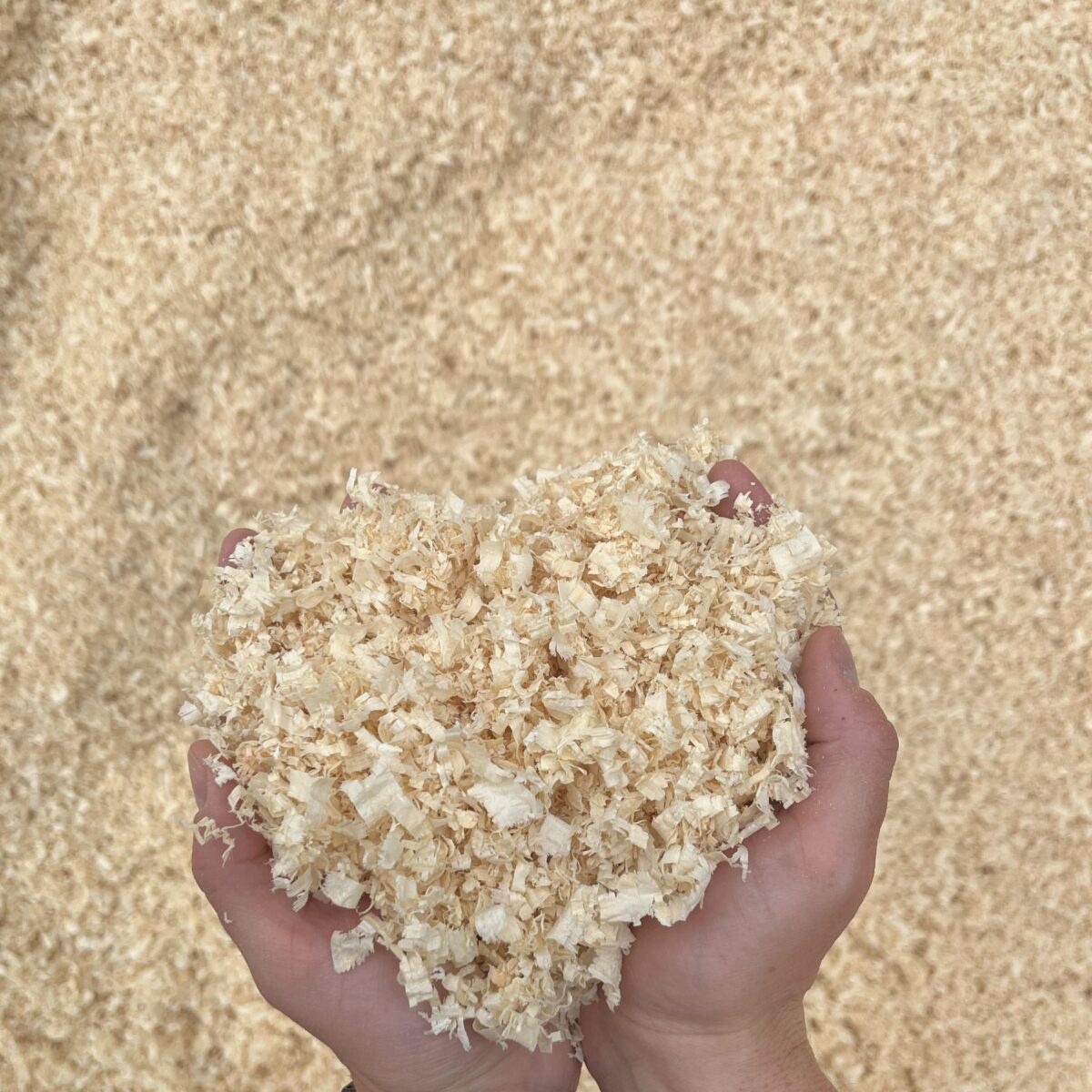 Sunflower Premium Pine Shavings