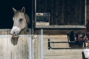 Horse Bedding - Klassen Wood Co